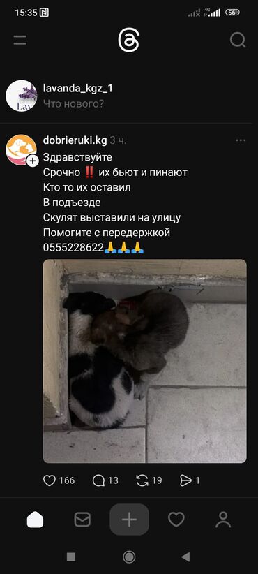 Отдам даром собаку: Собака даром: 7 месяцев, Самец — 25