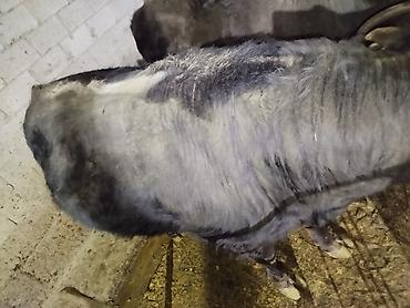 Коровы, быки: Продаю | Бык (самец) | На забой — 1