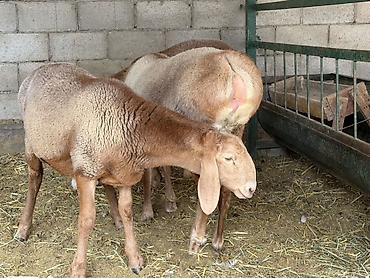 Продам с/х животных: Продаю | Баран (самец) | Для разведения | Племенные — 8