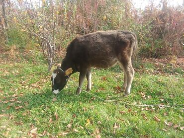 продам домик для кошки: Сатам | Кунаажын, Музоо | Швиц | Бордоп семиртүү үчүн, Көбөйтүү үчүн, Сүт алуу үчүн | Жасалма жол менен боозутуу, Жасалма уруктандырылган