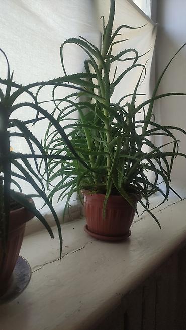 Алоэ (вероятно, Aloe arborescens) в горшке. - Кустовой суккулент с