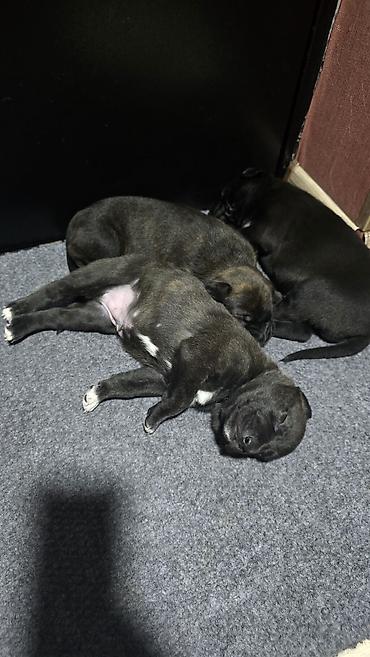 Продажа собак: МИТИСЫ. Мама питбуль, папа Малинуа (бельгийская овчарка)Щенки от пары — 7