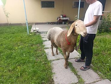 баран живой: Продаю | Баран (самец) | Арашан | Для разведения | Осеменитель — 6