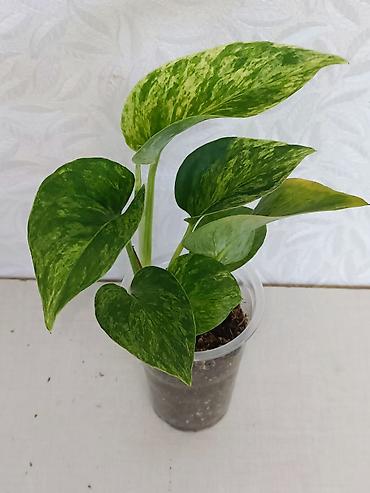 Эпипремнумы и сциндапсусы: Эпипремнумы разных сортов: Марбл Квин, Марбл Эпл, Голден, Глобал Грин at lalafo.kg — 12 Эпипремнумы и сциндапсусы: Эпипремнумы разных сортов: Марбл Квин, Марбл Эпл, Голден, Глобал Грин — 12