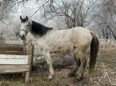 Лошади, кони: Продаю | Кобыла (самка) | Для молока, Рабочий | Мерин — 8