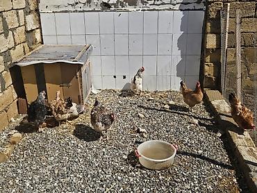 Toyuqlar: Toyuq, Yumurtalıq — 3