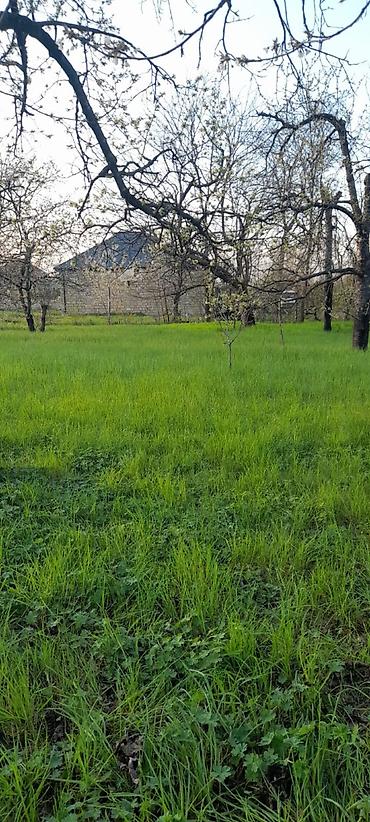 xırdalan torpaq satışı: 5 sot, Mülkiyyətçi, Kupça (Çıxarış) — 2