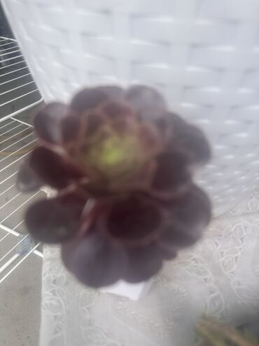 Другие комнатные растения: Комнатные растения — 10