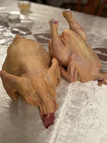 мясо курицы бишкек: Домашние бройлерные куры! Очень мясистые, подойдут и для бульона!