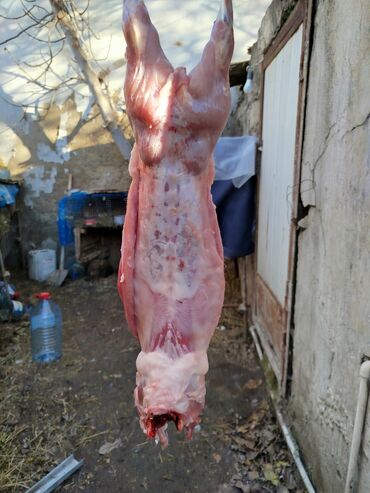 Ət: Dovşan eti halal kesilmiş halal ceki 1 ededi gelir 1k.800q. 1k.500q -da lalafo.az — 21 Ət: Dovşan eti halal kesilmiş halal ceki 1 ededi gelir 1k.800q. 1k.500q — 21