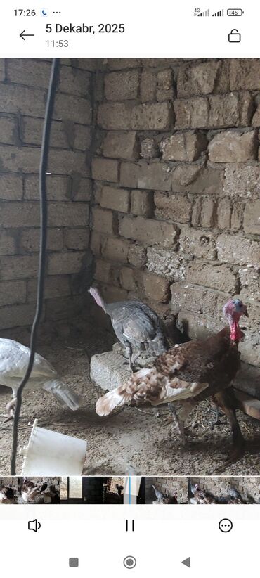 Hinduşka: Məhsul: Hinduşka (ev quşu) Təsvir: - Şəkillərdə boz/gümüşü rəngli və — 2