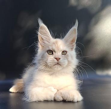Продажа кошек: 🐾 ВНИМАНИЕ! В ПРОДАЖЕ МАЛЕНЬКИЙ КОТЁНОК С БОЛЬШИМИ ПЛАНАМИ НА ЖИЗНЬ! — 9