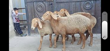 сколько стоит порода собаки доберман: Сатам | Ургаачы кой (ургаачы) | Көбөйтүү үчүн | Токту