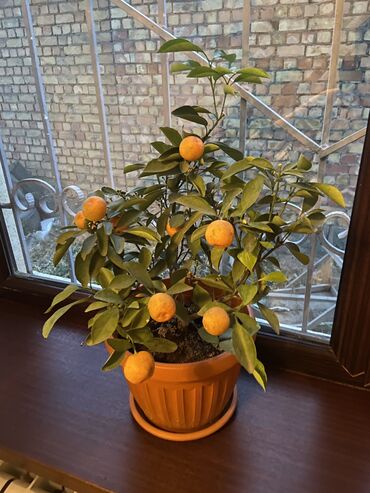 апельсин дерево: Мандариновое дерево