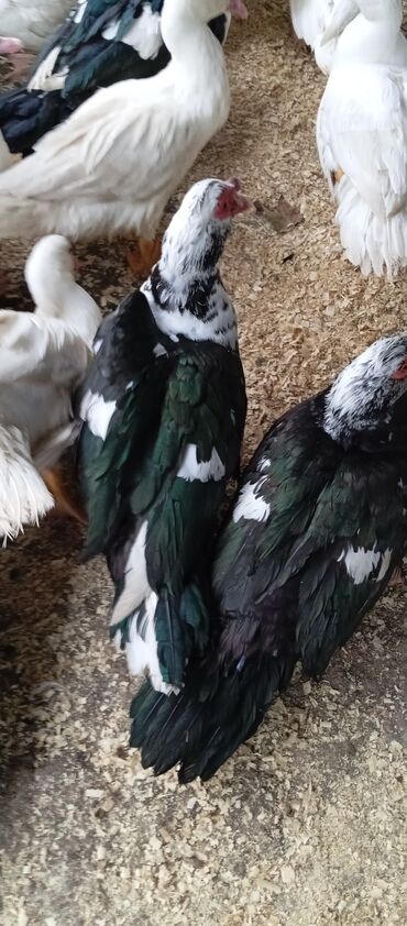 Ördəklər: Təcili satılır.Real alıcılar əlaqə saxlaya bilər — 4