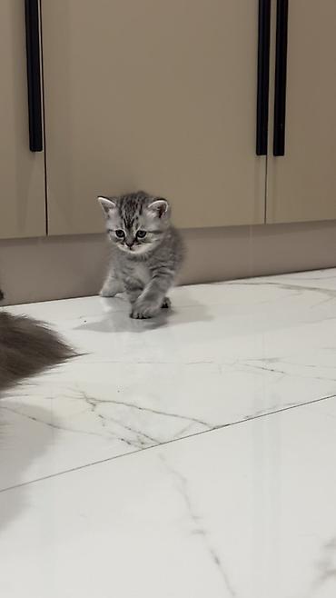 Продажа кошек: Три кошки и один кот Породистые котята серебристого окраса — 27