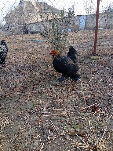 rengli quslar: Brahma cinsli toyuqlar və xoruz - Cins: Brahma (iri gövdəli, ayaqları — 3