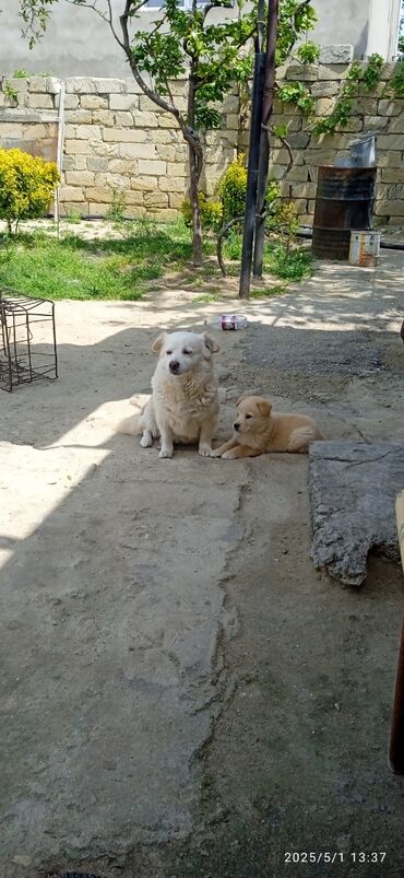 dalmatin iti: Zvonok, 3 ay, Erkek, Ödənişli çatdırılma