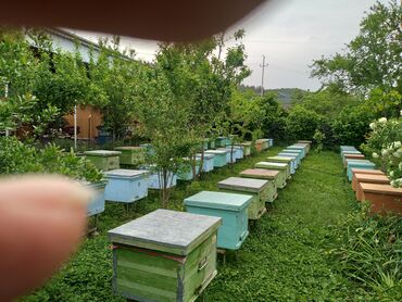 arı ailesi satilir: Arı satılır. Ramkası 25AZN 8-10ramka arası.dadan ramka.75 arı ailəsı