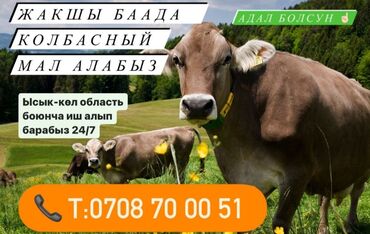 баран на продажу: Куплю с/х животных