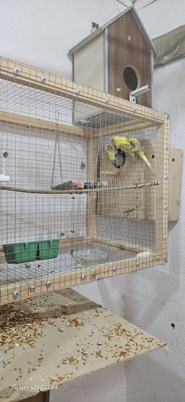 Tutuquşları: Papuqaylar satılır — 4