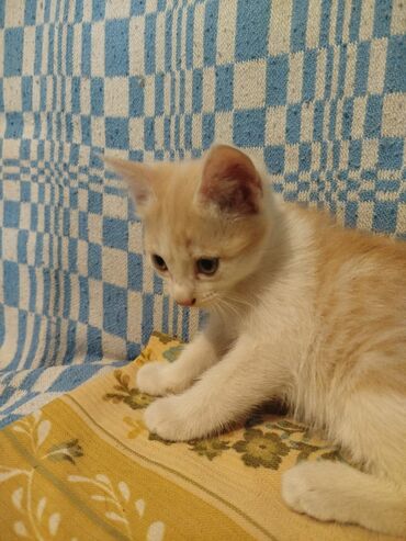 сиамская длинношерстная кошка: Беспородная, 2 месяца, Мальчик, Биколор