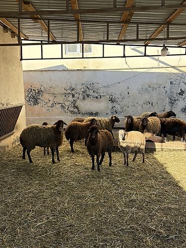 Qoyunlar, qoçlar: Razilaşma yoluilə — 8