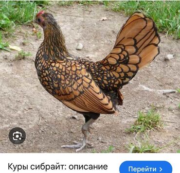дикие птицы кыргызстана: Здравствуйте куплю молодую самку 3х-4х месяцную для своего самца, ест
