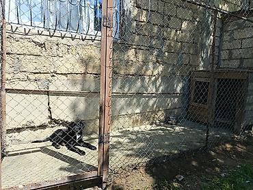Другие товары для животных: Labrador Retriever, Dişi cinsidir, 8-9 aylıqdı, baxmağa vaxt yoxdu — 2
