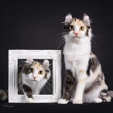 кошки свинкс: Кошки.Порода: Американский керл (American Curl). Котята . Есть котята — 6