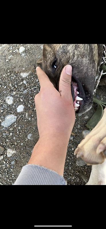 Продажа собак: Питбуль, 7 месяцев, Самец, С прививкой — 7