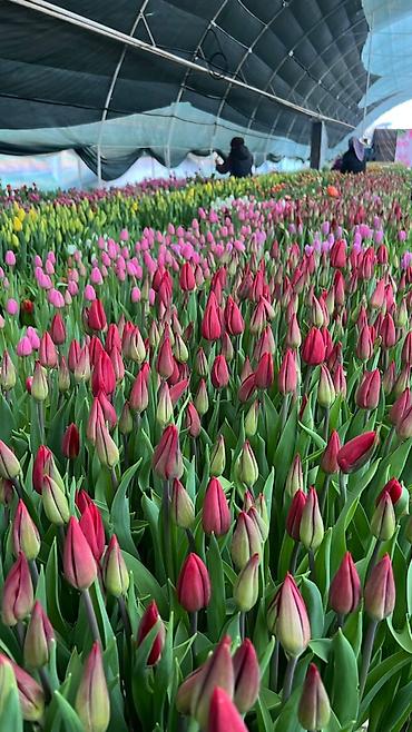 Букеты из живых цветов: Тюльпаны к 8 Марта — опт и розница. - Свежесрезанные тюльпаны разных — 5