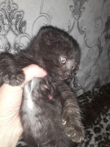 сиамский вислоухий кот цена: Скотиш Фолд (Шотландская вислоухая), 2 месяца, Девочка, Черный, Приучена к лотку