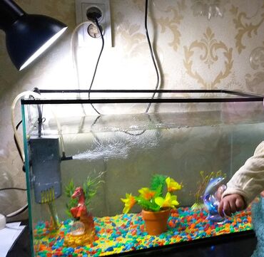 водоросли для аквариума: Продаётся аквариум 200 литров. В отличном состоянии. Из прочного