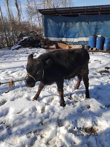 Коровы, быки: Продаю | Бык (самец) | Полукровка | На откорм — 20