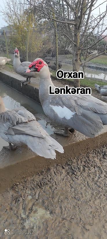 ördək balası və cücə: Salam, Təmiz Cins Amerikan sortu lal ördək balalarının və yumurta — 3