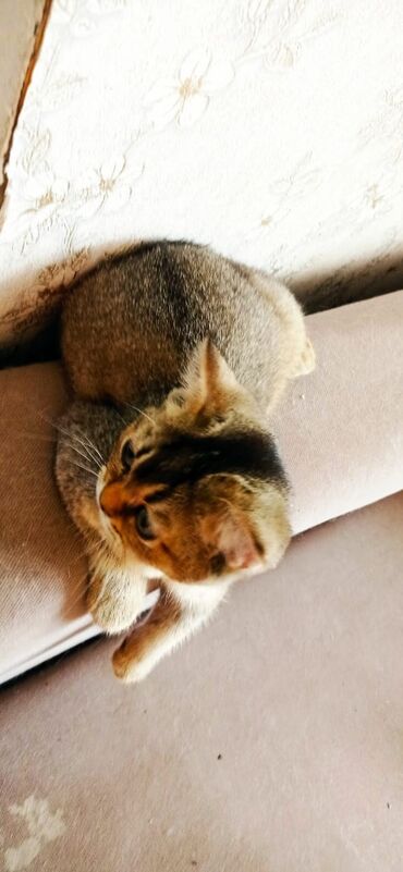 сиамский кот: Девочка Скотишь Страйт 4 месяца