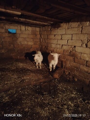 Keçi, çəpiş: Qiymət cütünə ayıdır cütü 650 manata sani boğaz keçilər di isteyen — 9