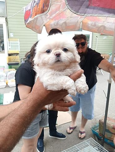İtlər: Pekines, Sənədli — 2