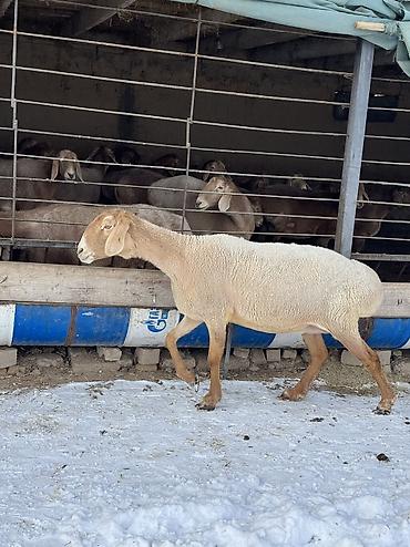 Баран, овца: Продаю | Овца (самка) | Арашан | Для разведения | Матка — 10