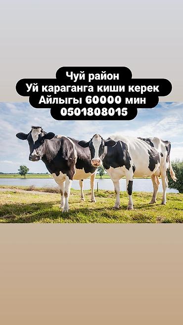 работа на бишкек: Талап кылынат Малчы, Төлөм: Ай сайын — 1