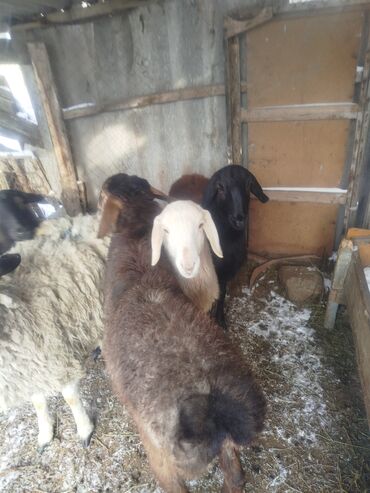 Баран, овца: Продаю | Ягненок | Полукровка | Для разведения | Матка — 6