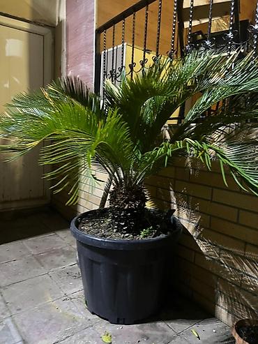 finiks palma: Böyük ölçülü sago xurması (Cycas revoluta) – qara plastik qazonda — 3