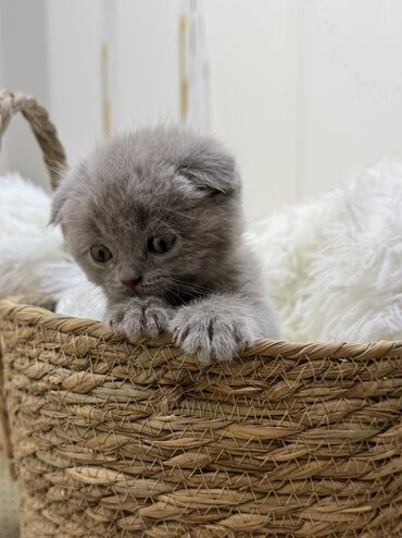 купить вислоухого котенка: Скотиш Фолд (Шотландиялык шалпаң кулак), 2 айлык, Эркек, Көгүлтүр, Лотокко барууга үйрөтүлгөн, Курттардан тазаланган