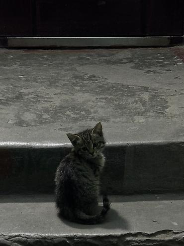 котята шиншиллы: Кошка даром: Беспородная, 3 месяца, Девочка — 1