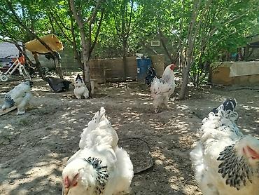 куплю курицы: Продаю | Куры | Брама | Для разведения — 2