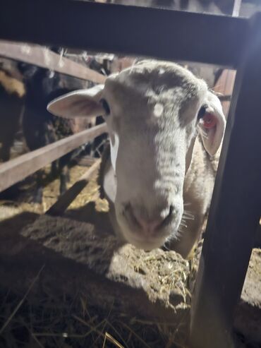 Баран, овца: Продаю | Баран (самец) | Для разведения | Осеменитель — 3