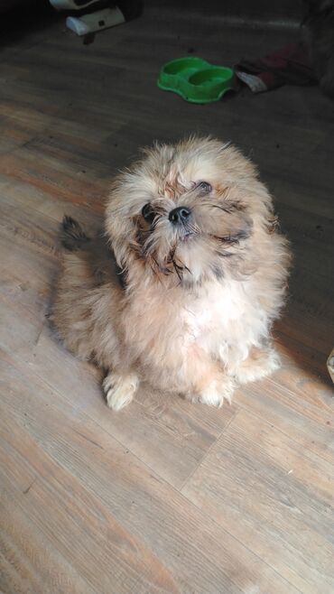 доберман цена в баку: Şitsu (Shih Tzu) balası – uzun, ipək kimi tüklü, balaca ölçülü, ev
