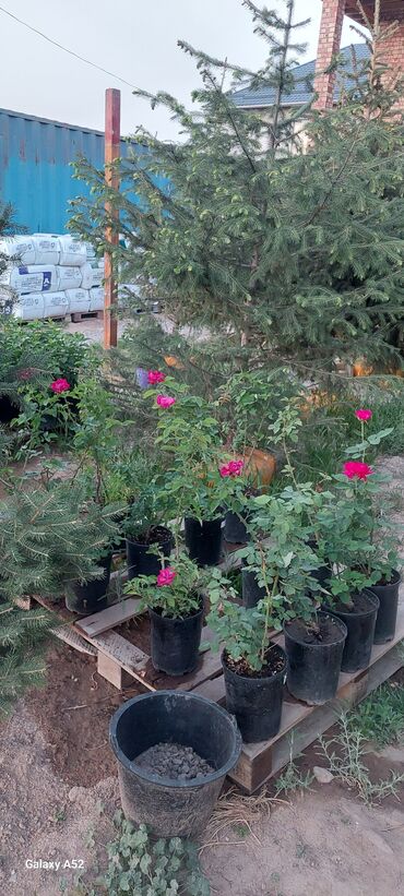 Декоративные деревья: Саженцы деревьев: Ели, Платная доставка — 7