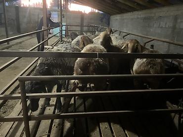 поставщики кормов для животных бишкек: Продаю | Баран (самец) | Для разведения | Племенные — 1